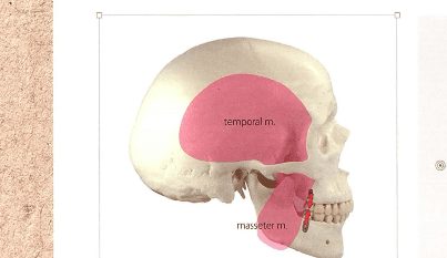 측두근과 교근의 부착 위치 — 제2대구치 부위의 교합력 집중